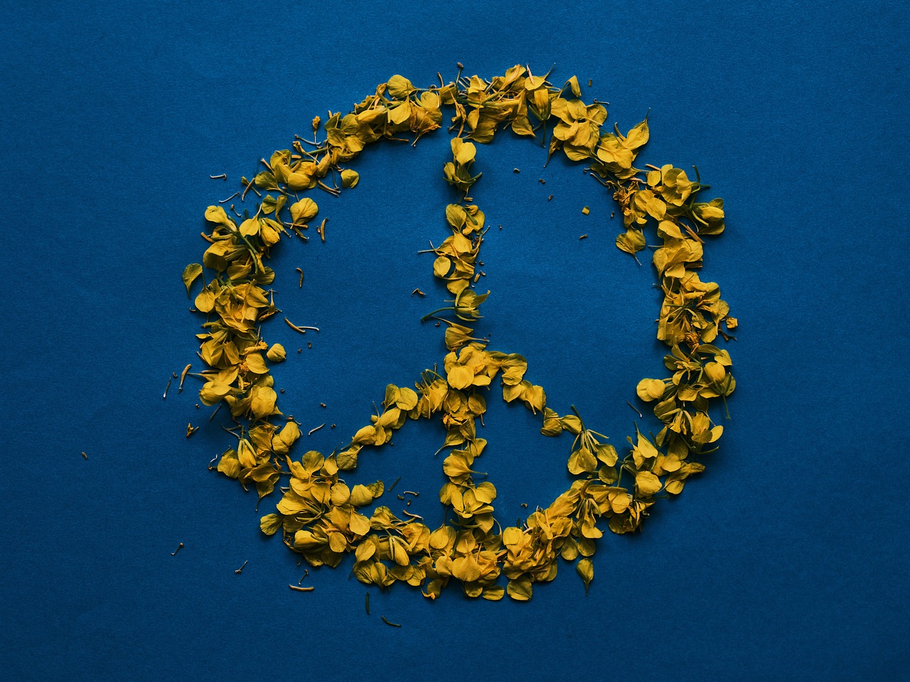peace, symbol, nature, flower background, petals, ukraine, flag colors, yellow petals, flower wallpaper, freedom, independence, design, flower, beautiful flowers, daisy